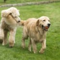 Rocky Mount Dog Park