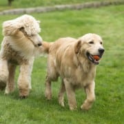 Rocky Mount Dog Park