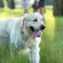 Rocky Mount Paws in the Park