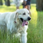 Family with cute dog in the park Rocky Mount Paws in the Park
