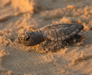738px-Turtle_hatchling_close-up,_Texas_(5984381381)