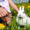 Rocky Mount Easter Events