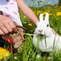 Rocky Mount Easter Events