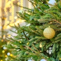 Rocky-Mount-Christmas-Parade-Belmont-Lake-Preserve