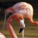 nc-animal-encounters-belmont-lake-preserve