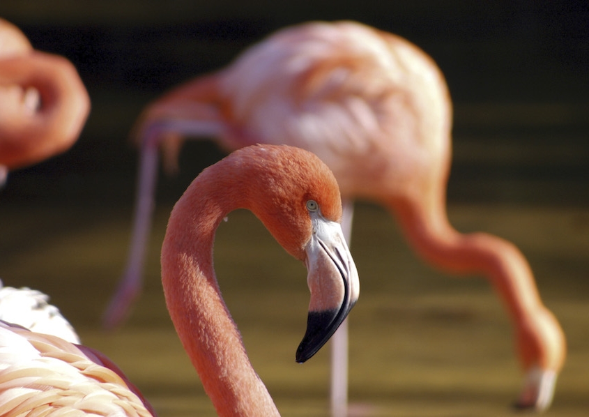 nc-animal-encounters-belmont-lake-preserve